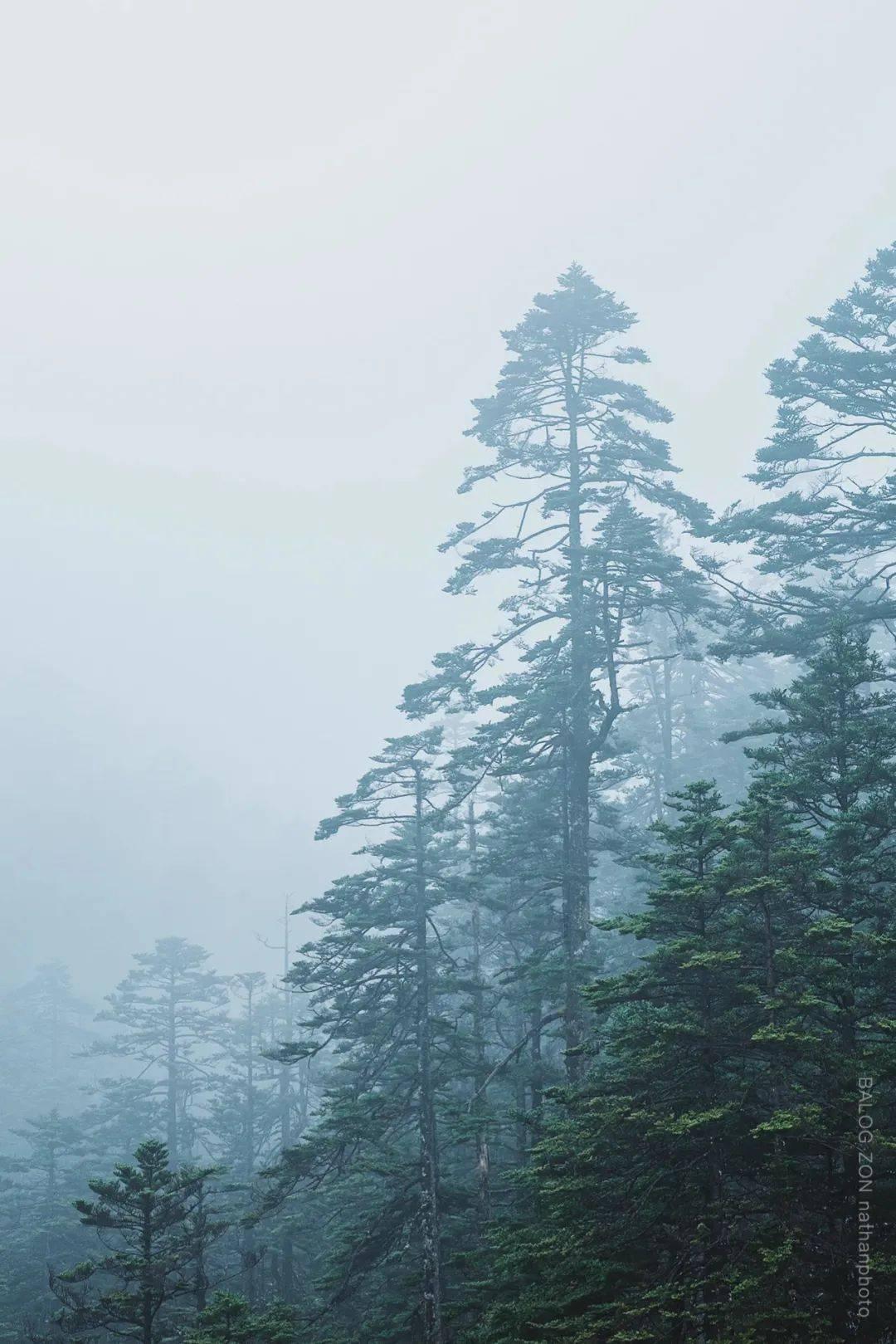 逃离野鸡森林